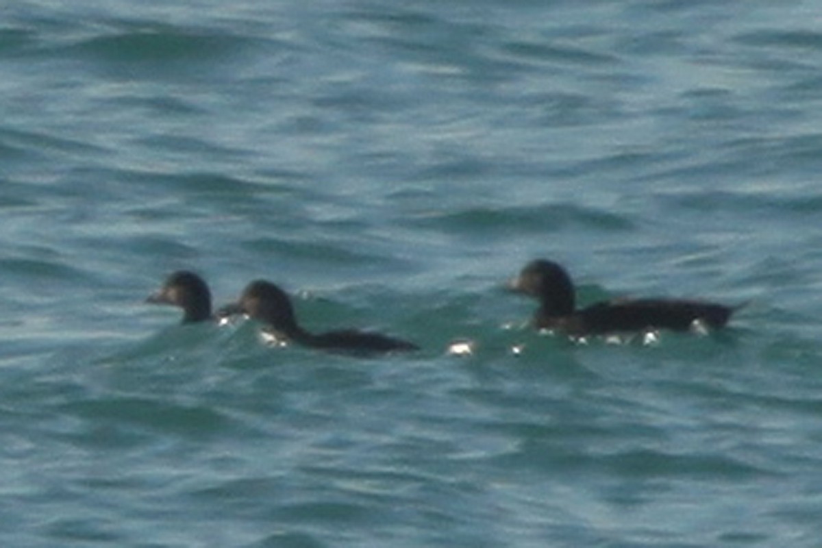 Common/Black Scoter - ML108504621