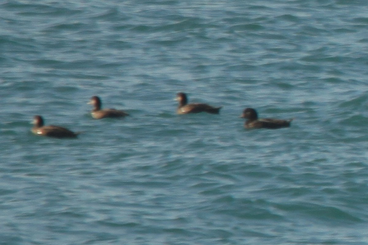 Common/Black Scoter - ML108504631