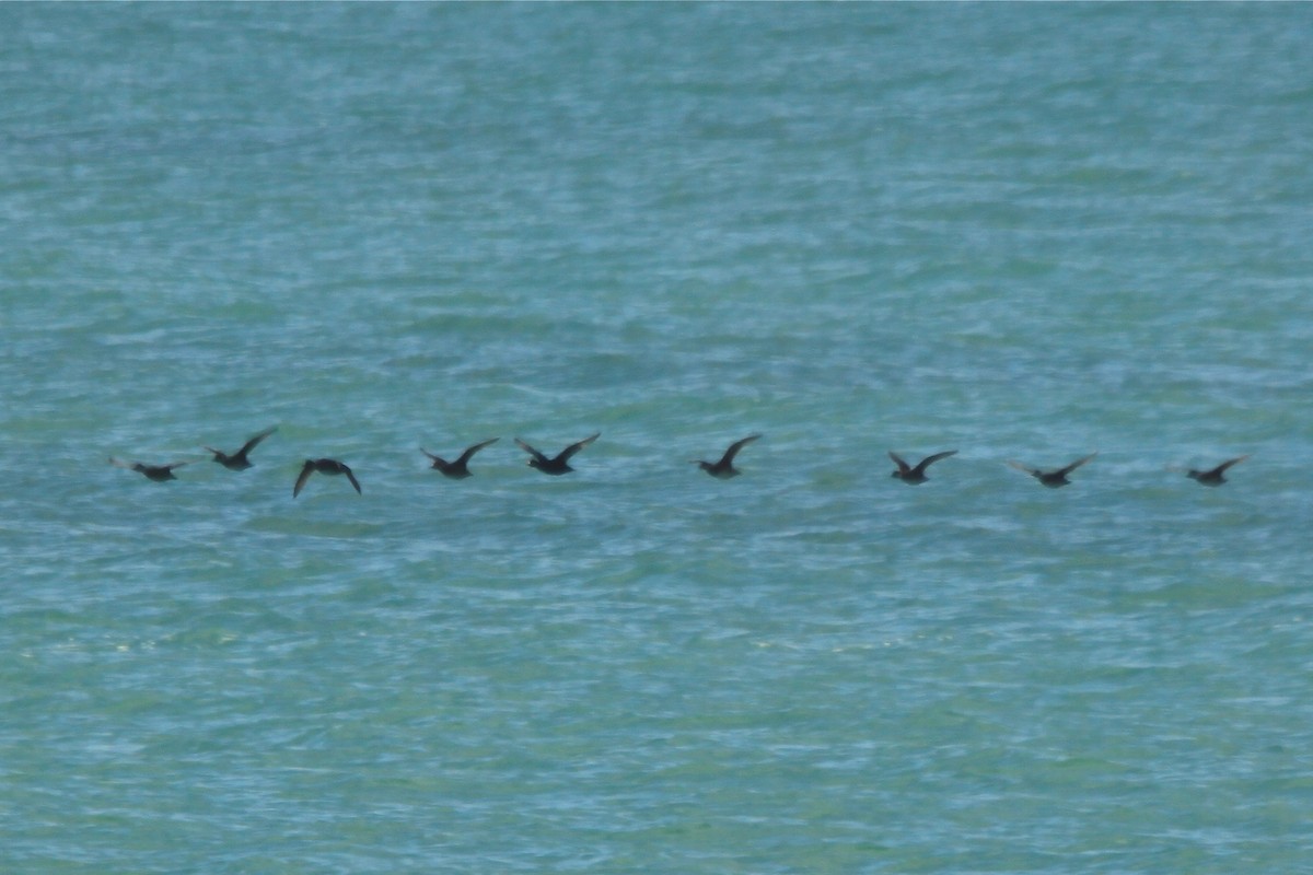 Common/Black Scoter - ML108504641