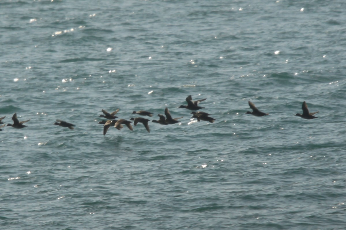 Velvet Scoter - ML108504881