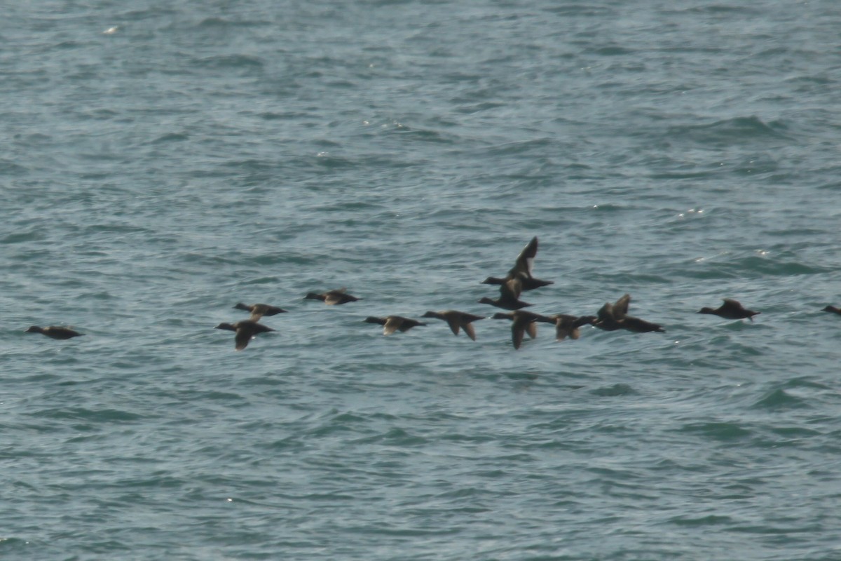 Velvet Scoter - ML108504891