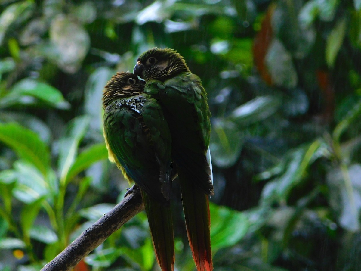 Maroon-bellied Parakeet - ML108508011