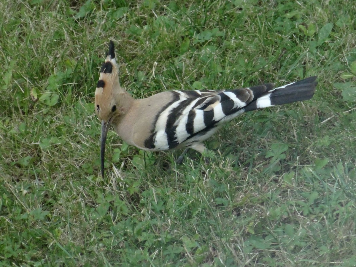 Eurasian Hoopoe - ML108508101