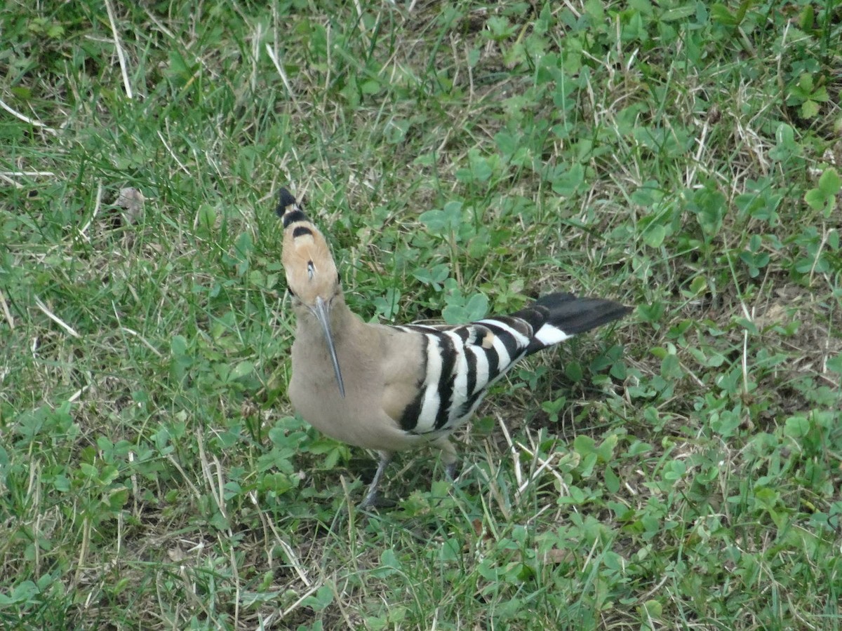 Eurasian Hoopoe - ML108508121