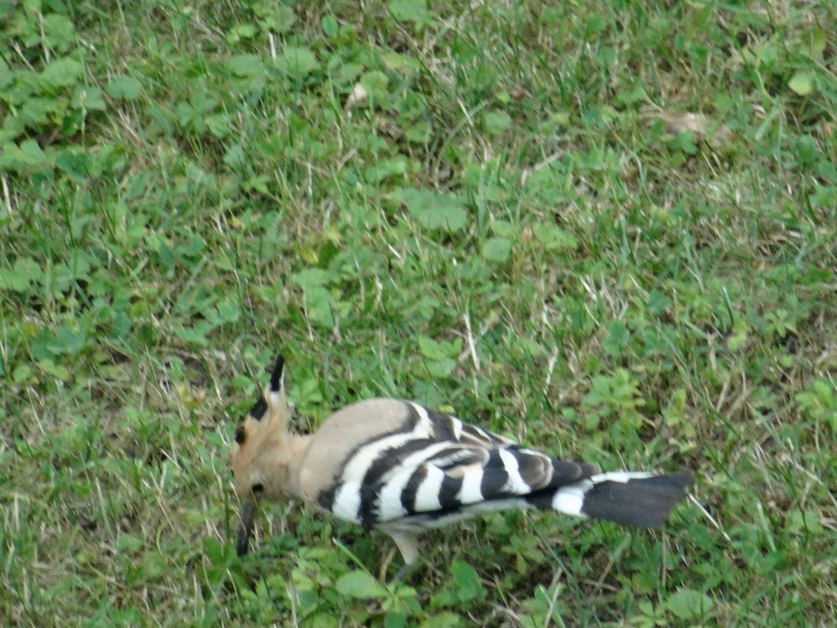 Eurasian Hoopoe - ML108508141