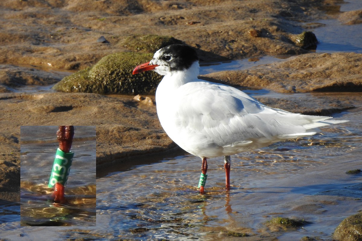 Mediterranean Gull - Rui Jorge