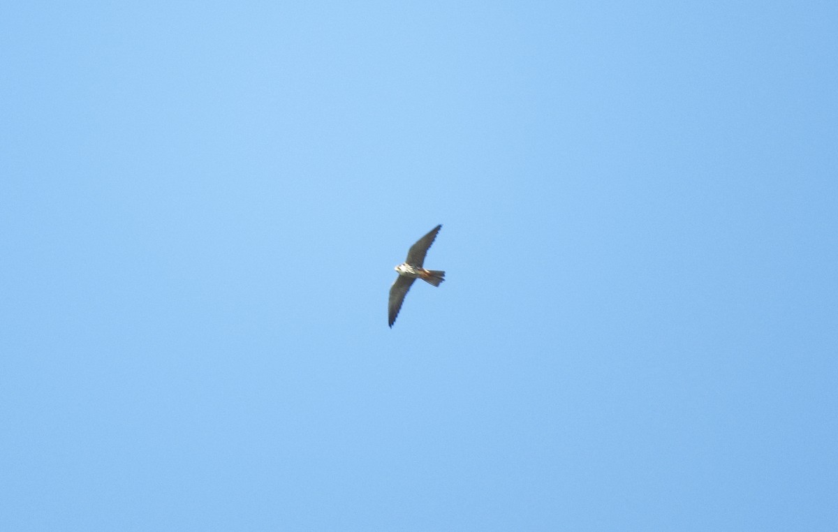 Eurasian Hobby - ML108509061