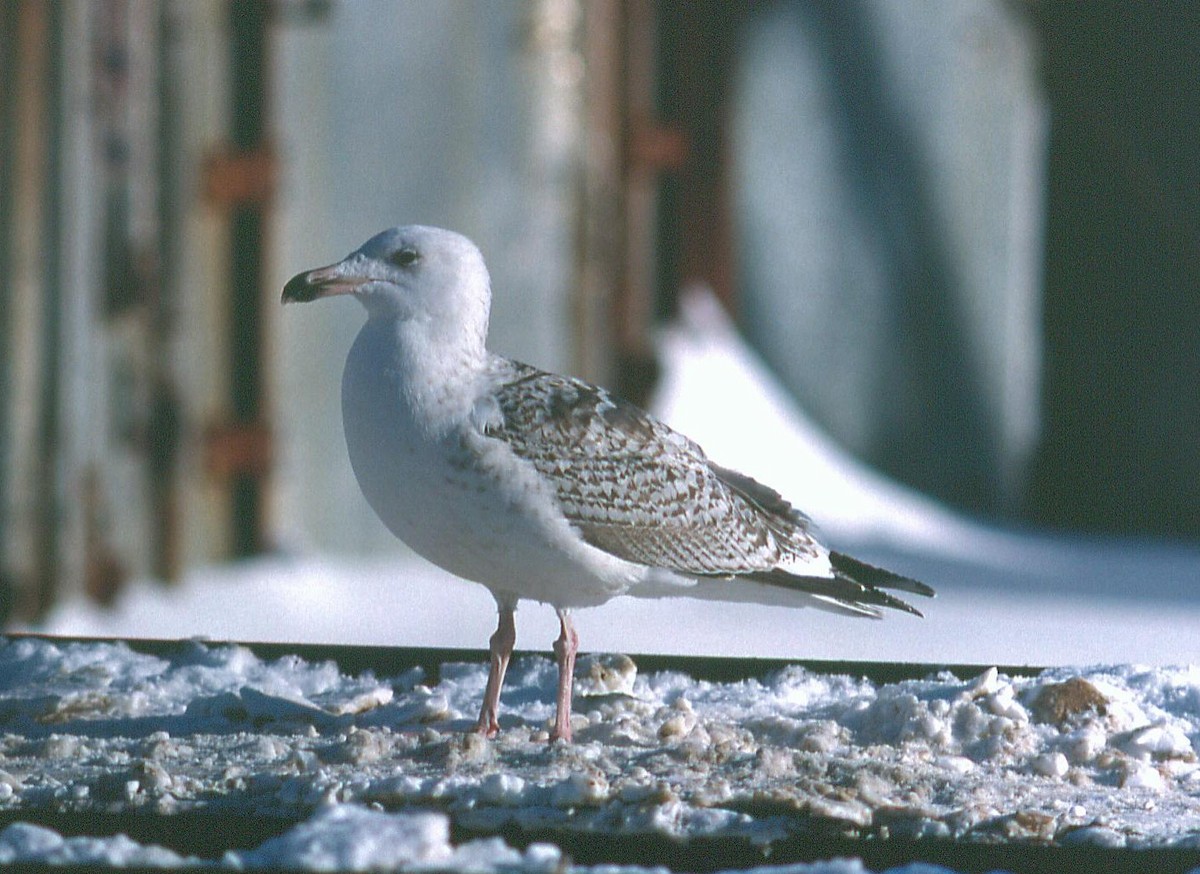 Great Black-backed Gull - ML108509201