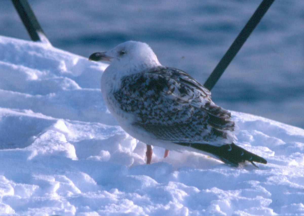 Great Black-backed Gull - Richard MacIntosh