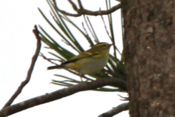 Yellow-browed Warbler - ML108509271