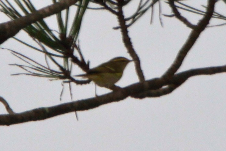 Yellow-browed Warbler - ML108509281