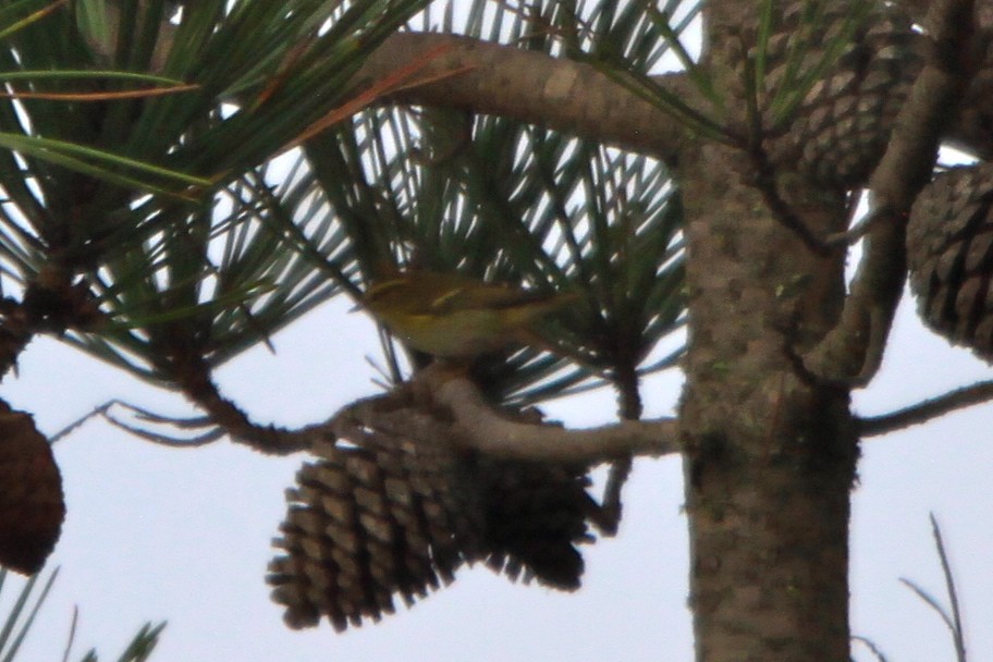 Yellow-browed Warbler - ML108509291