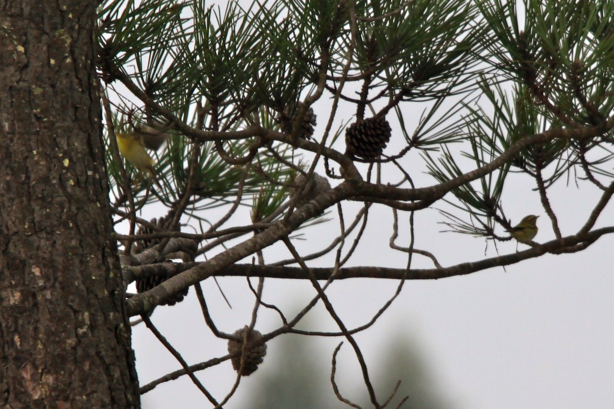 Yellow-browed Warbler - ML108509311