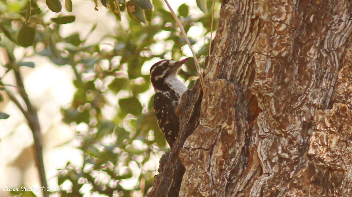 Nuttall's Woodpecker - ML108509441