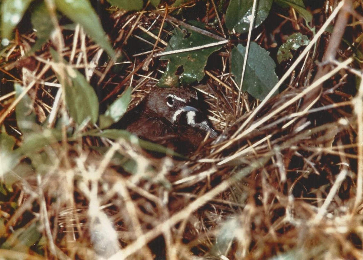 Five-striped Sparrow - ML108510811