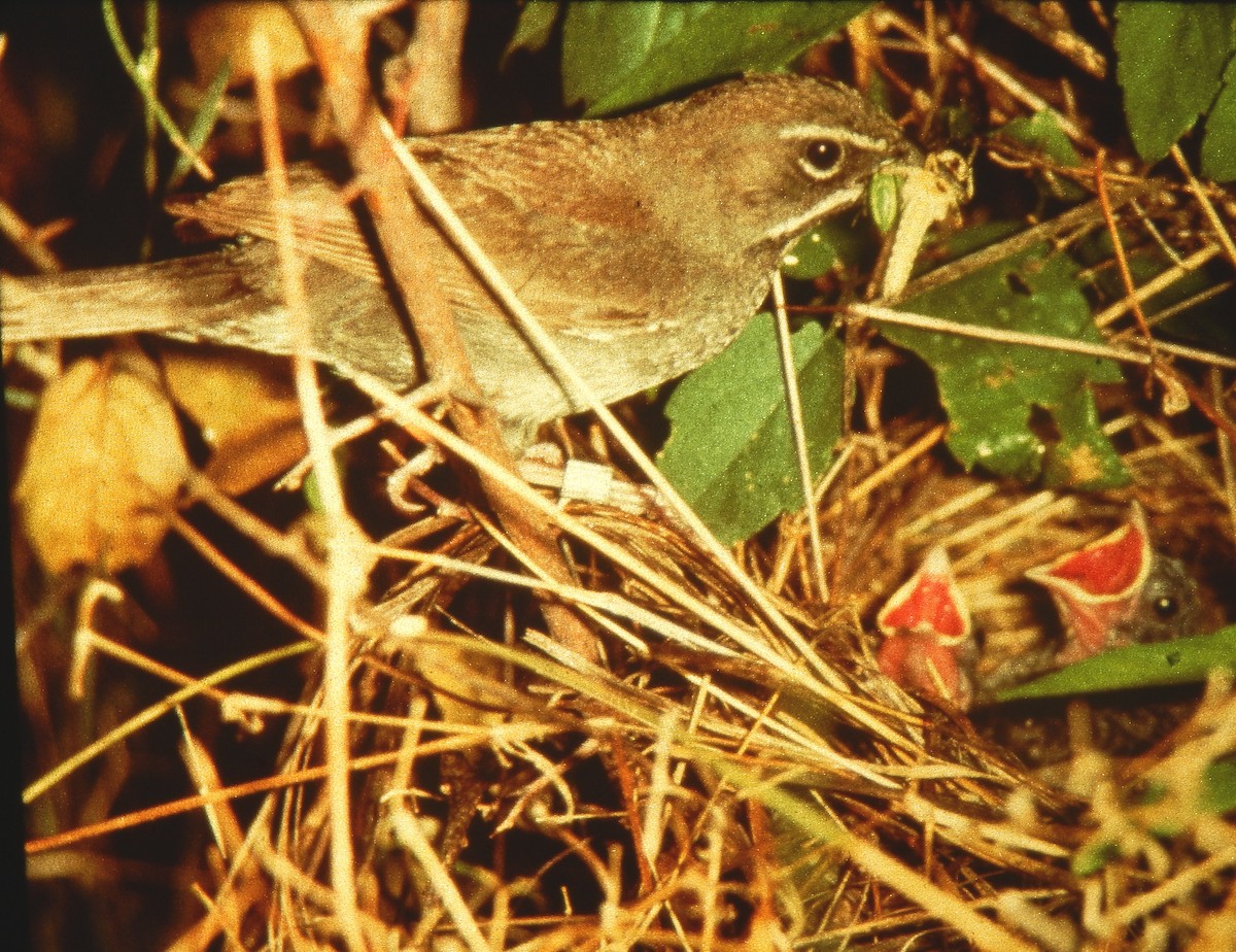 Five-striped Sparrow - ML108511271