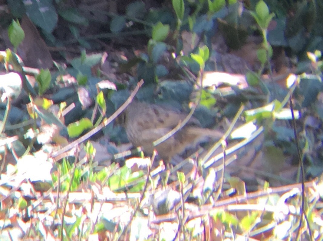 Seaside Sparrow - ML108513791