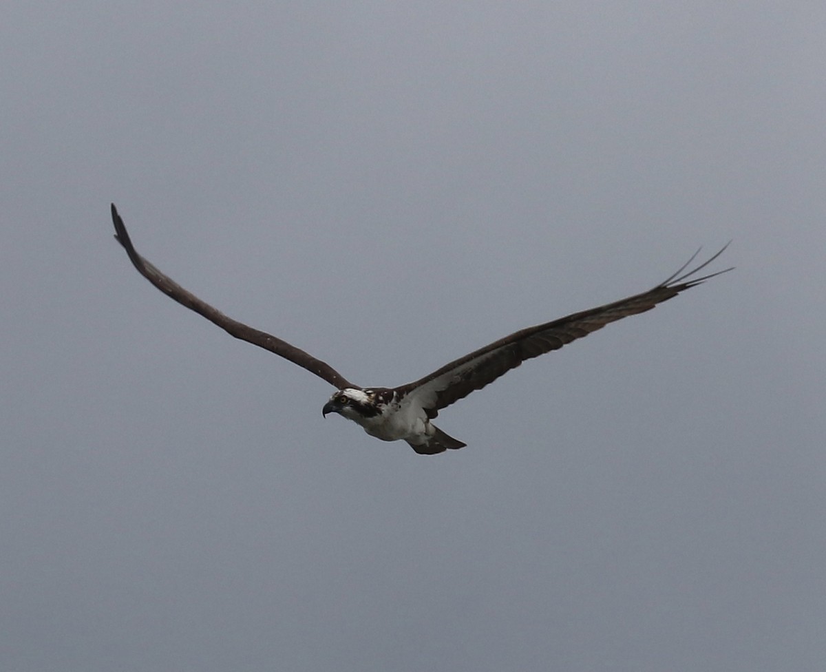 Osprey - Elizabeth Curley