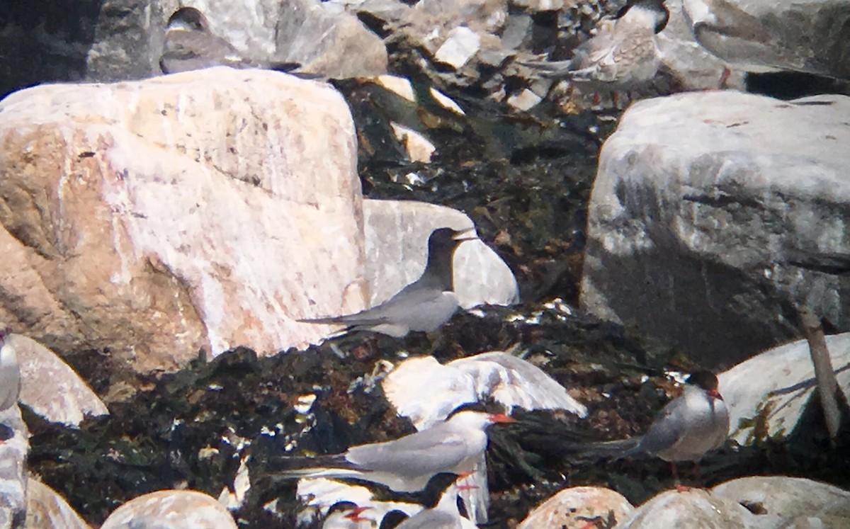 Black Tern - Zena Casteel