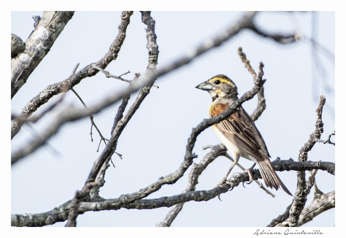 papežík americký - ML108514691