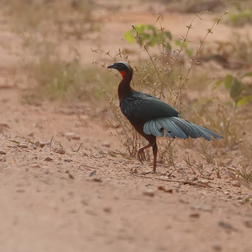 White-crested Guan - ML108515031