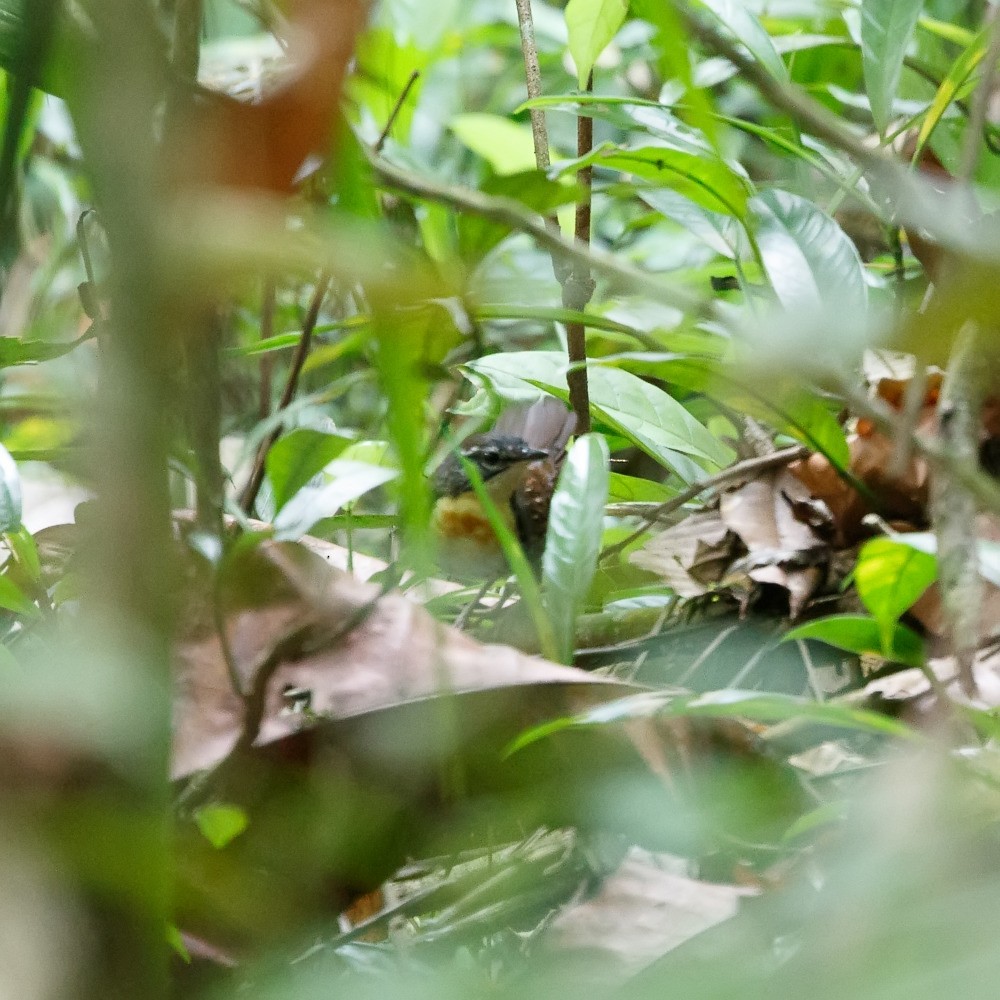 Rusty-belted Tapaculo - ML108515141