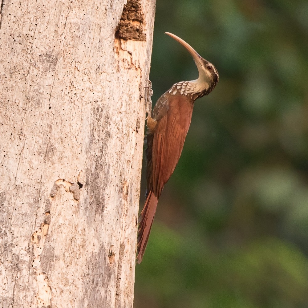 Long-billed Woodcreeper - Silvia Faustino Linhares