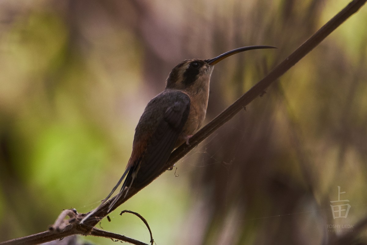 Gray-chinned Hermit - ML108517761