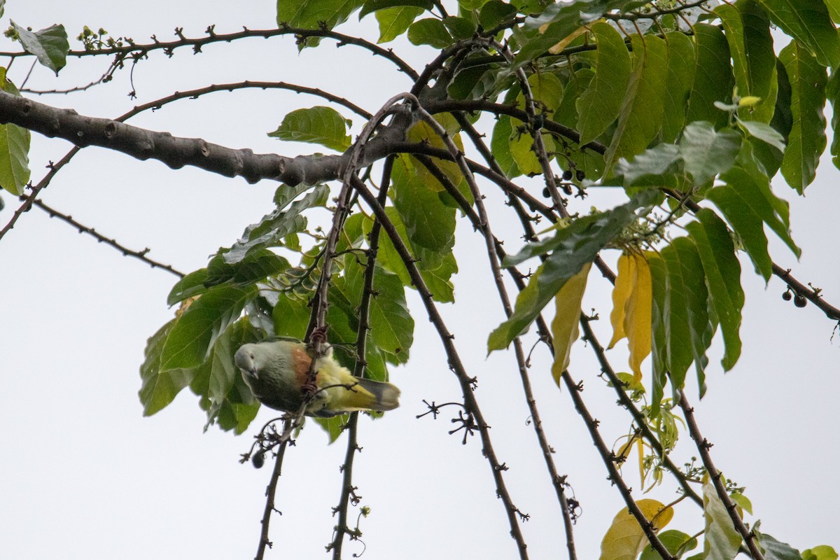 White-capped Fruit-Dove - ML108518481