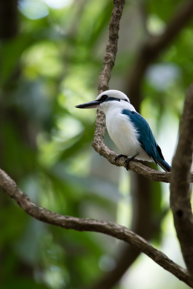 Marquesan Kingfisher - Mike Greenfelder