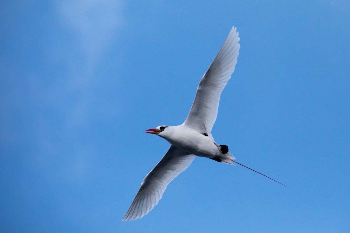 Red-tailed Tropicbird - Mike Greenfelder