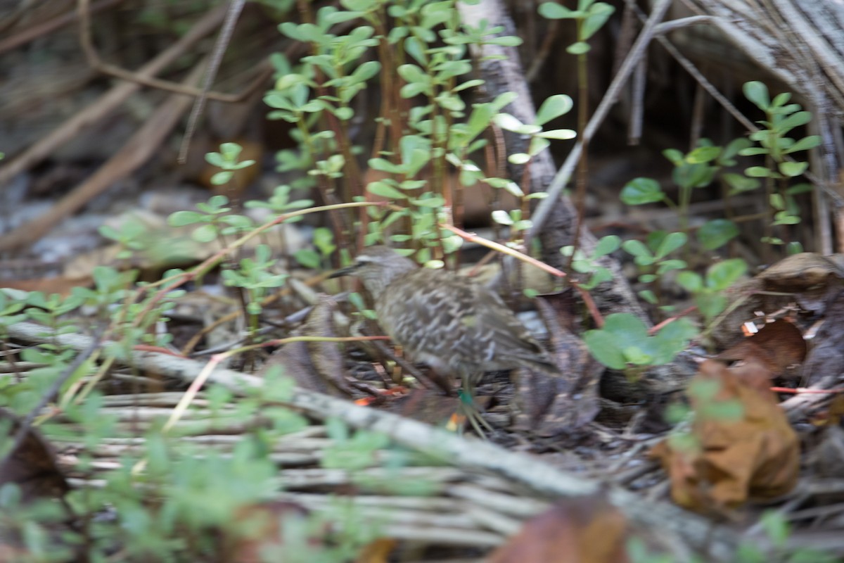 Tuamotu Sandpiper - ML108519091