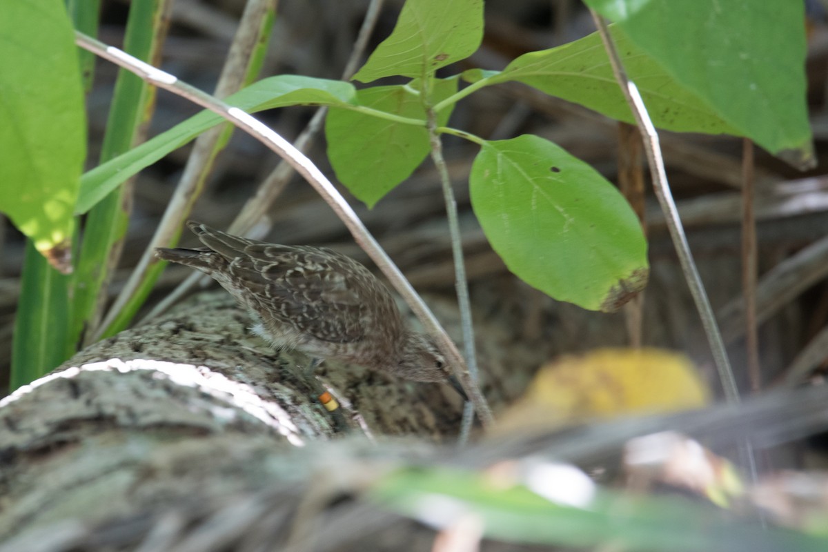 Tuamotu Sandpiper - ML108519101