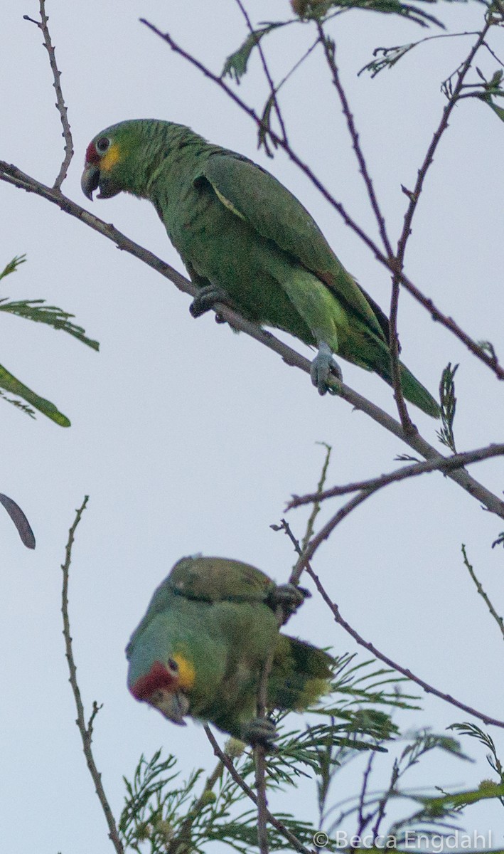 Red-lored/Lilacine Amazon - ML108519311