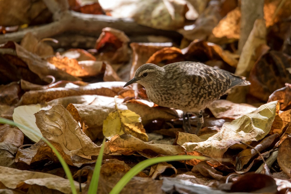 Tuamotu Sandpiper - ML108519421