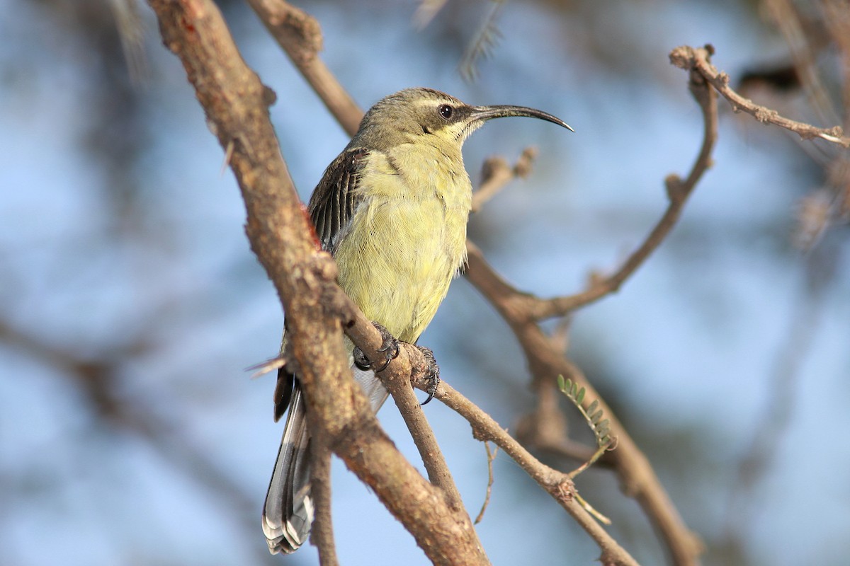 Tacazze Sunbird - ML108521551