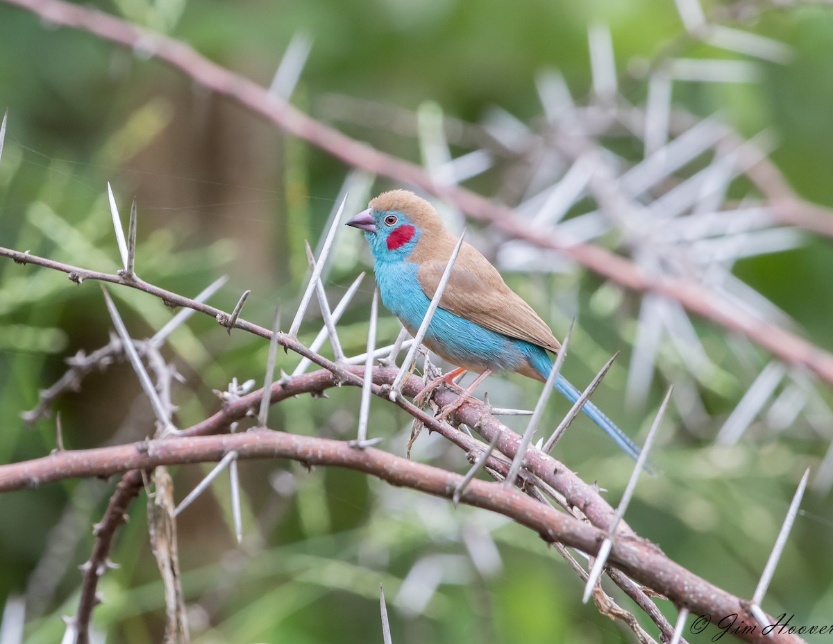 Red-cheeked Cordonbleu - ML108522071