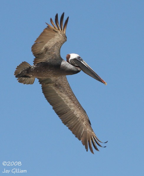 Brown Pelican - ML108522851