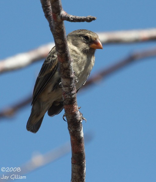 Small Tree-Finch - Jay Gilliam