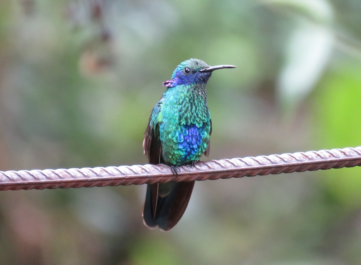 Colibrí Rutilante - ML108523321