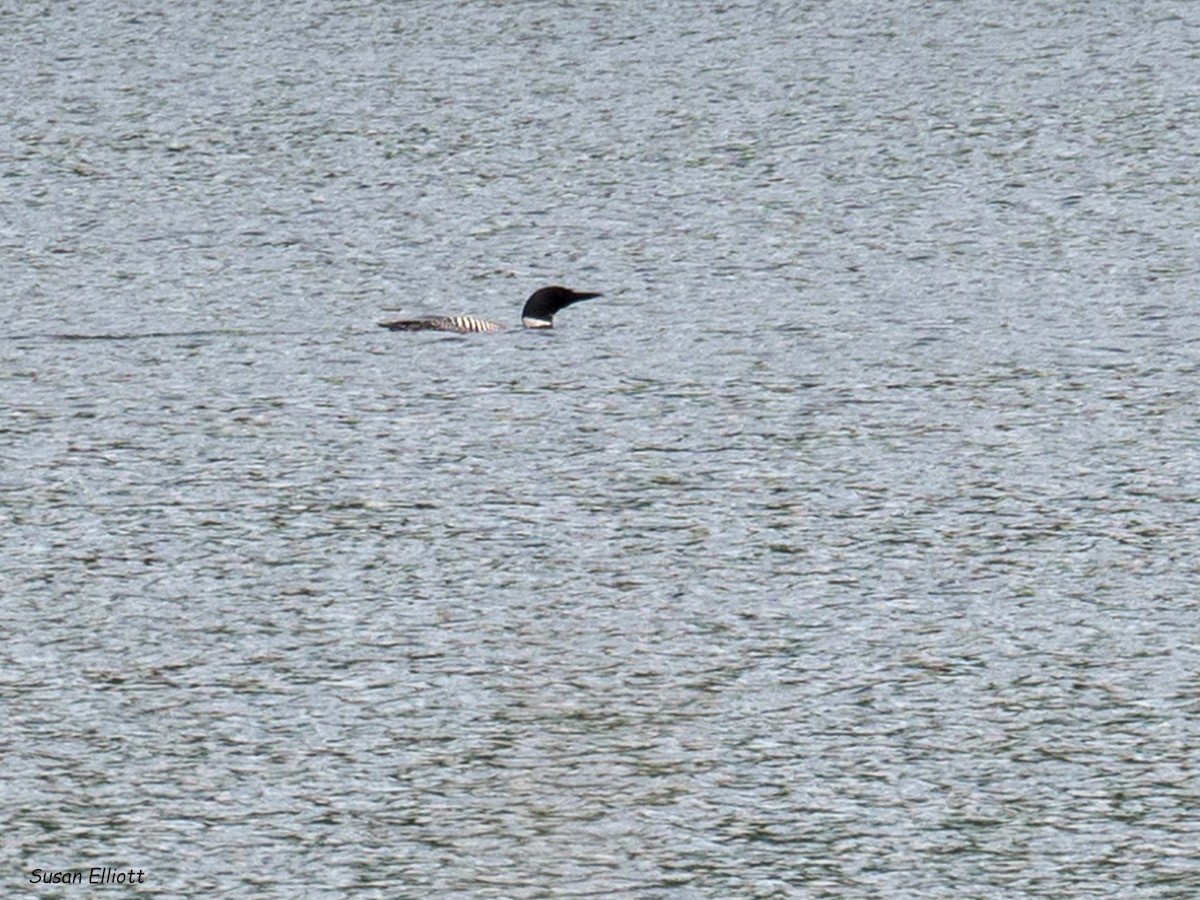 Common Loon - ML108524181