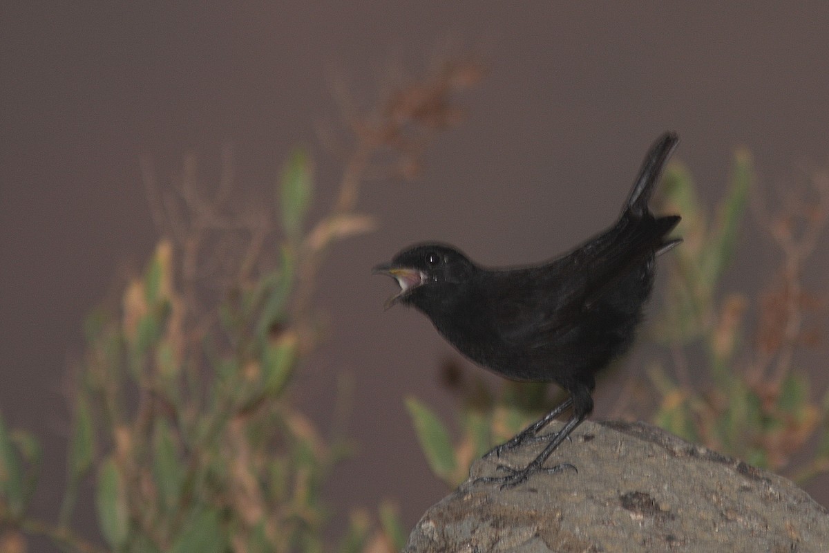 Rüppell's Chat - Guy Poisson