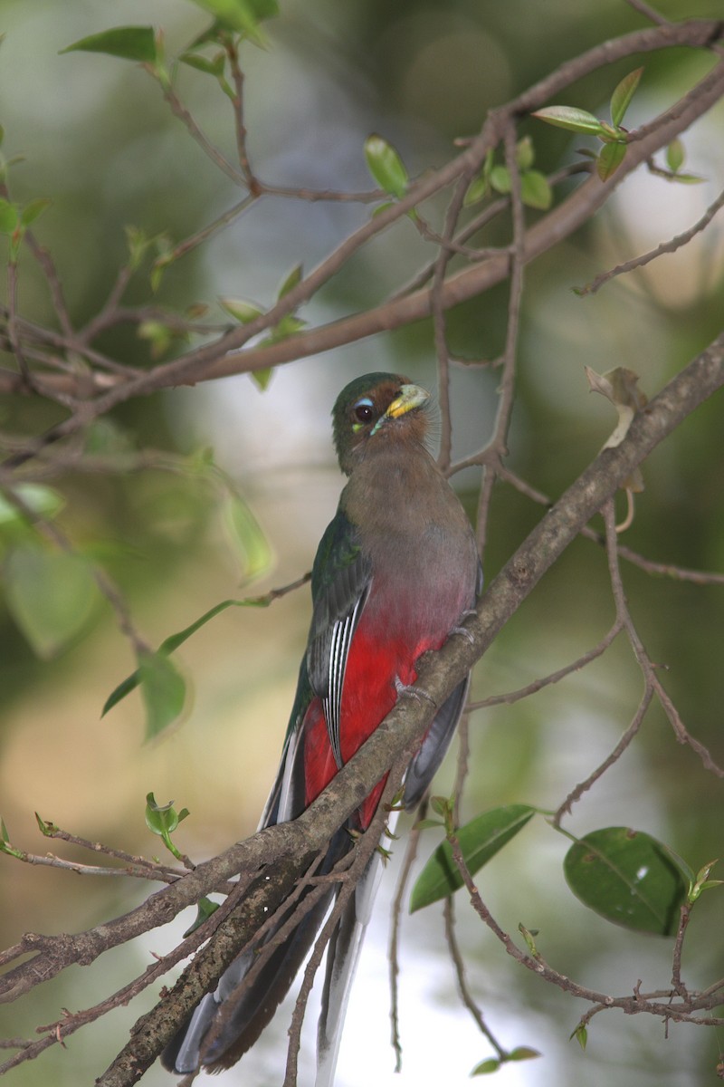 Narina Trogon - Guy Poisson