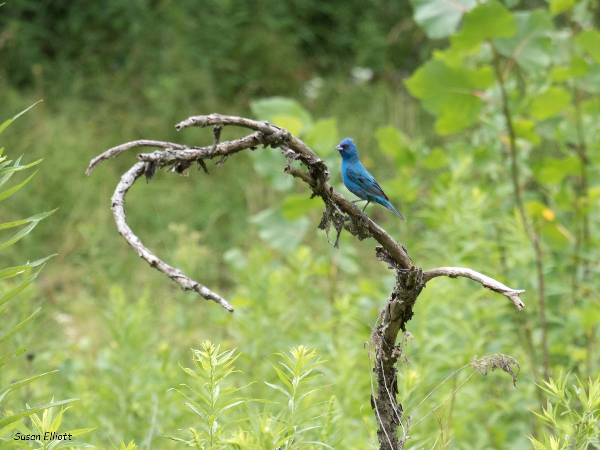 Indigo Bunting - ML108525641