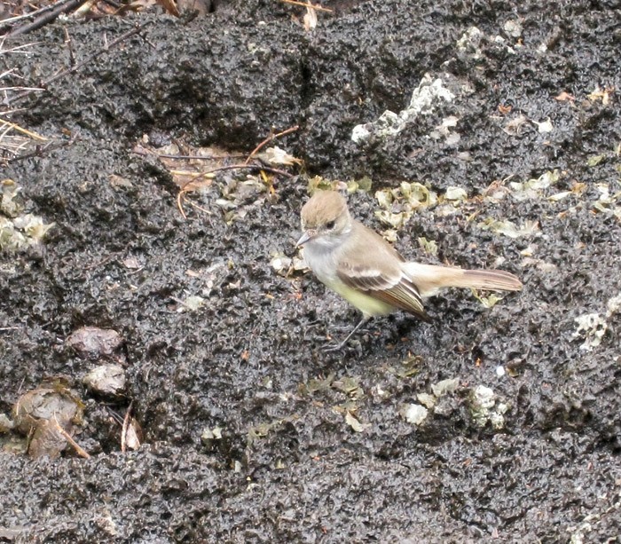 Copetón de Galápagos - ML108525981