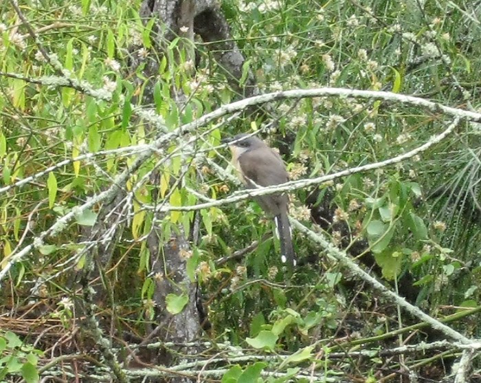 Dark-billed Cuckoo - ML108525991