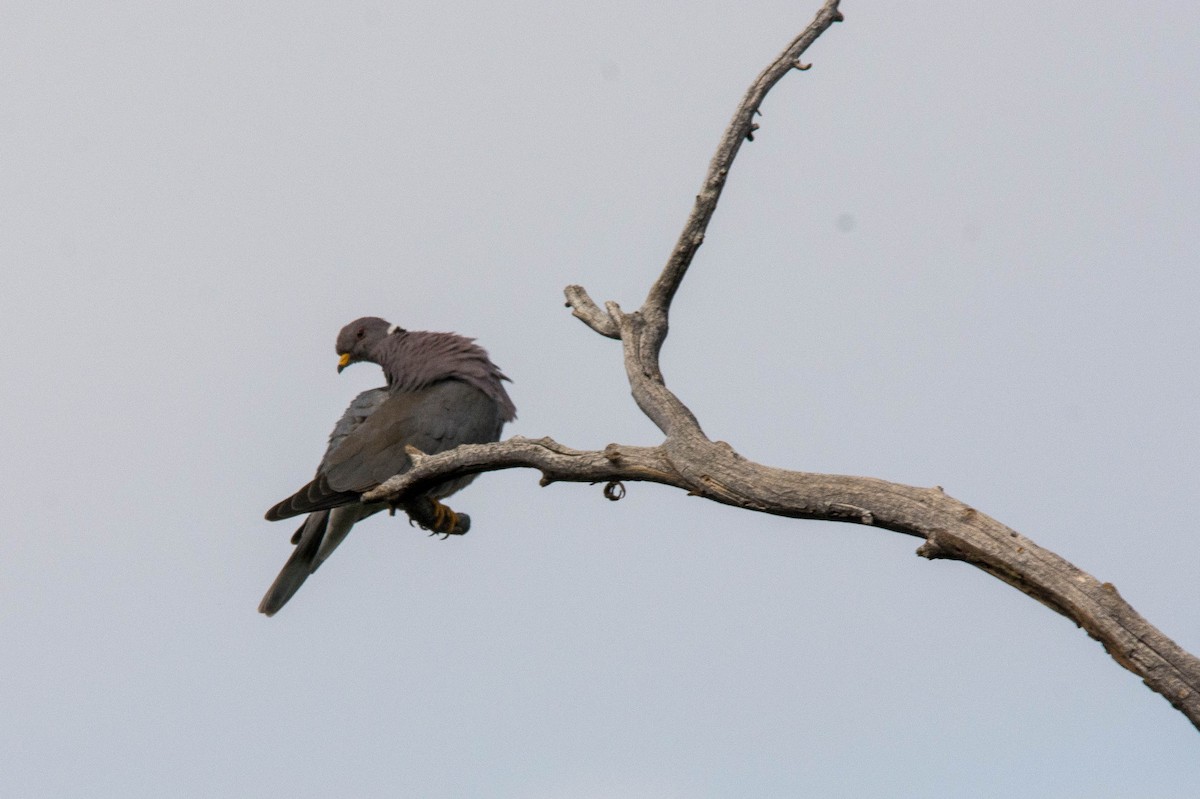 Pigeon à queue barrée - ML108526141