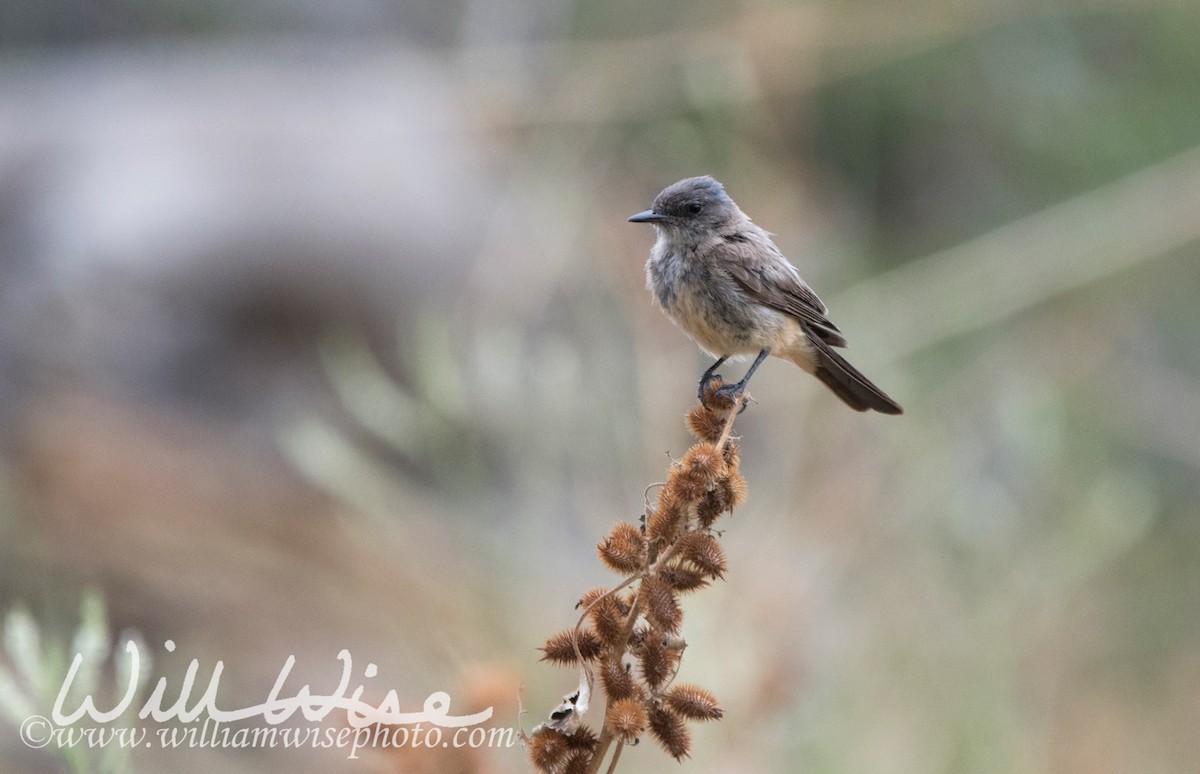 Say's Phoebe - William Wise