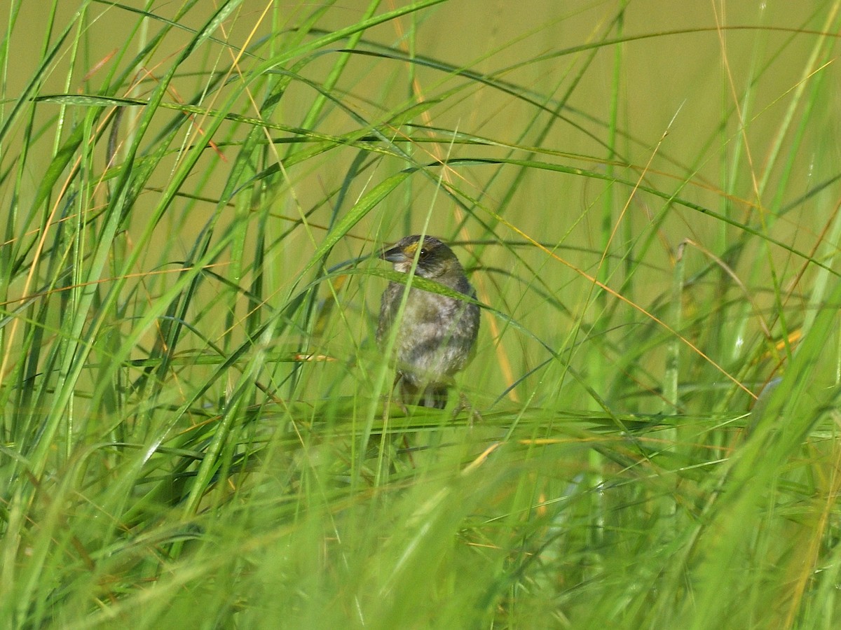 Seaside Sparrow - ML108527361