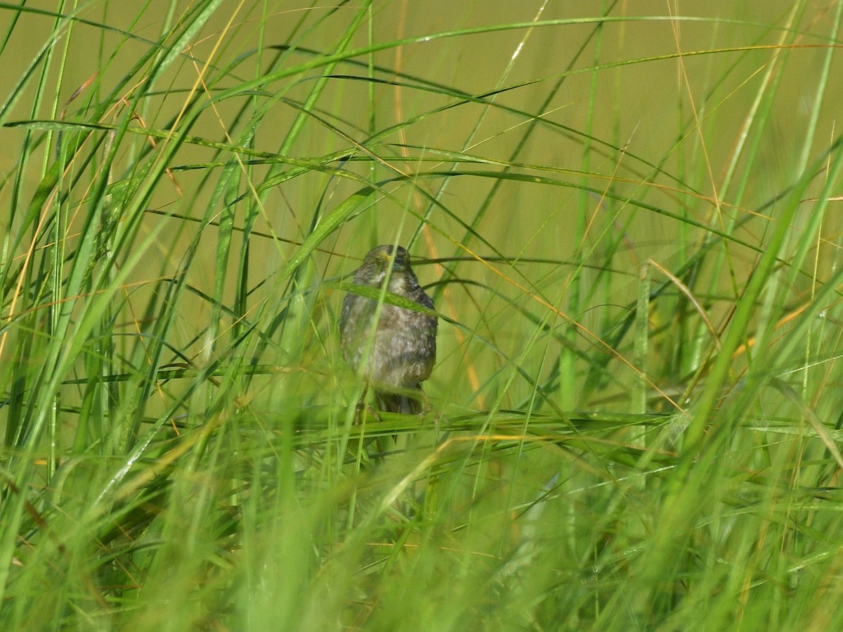 Seaside Sparrow - ML108527371